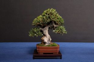 bonsai-bakımı