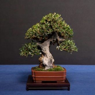 bonsai-bakımı