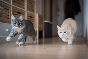 küçük evde kedi beslemek isteyenlere tavsiyeler