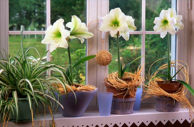 Amaryllis Cicegi Bakimi Nasil Yapilir Ne Zaman Cicek Acar Evim