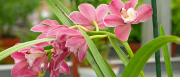 simbidyum-orkide-bakımı cymbidium