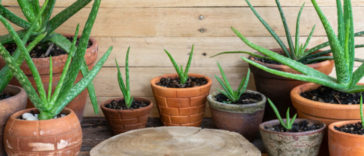 aloe vera bakımı