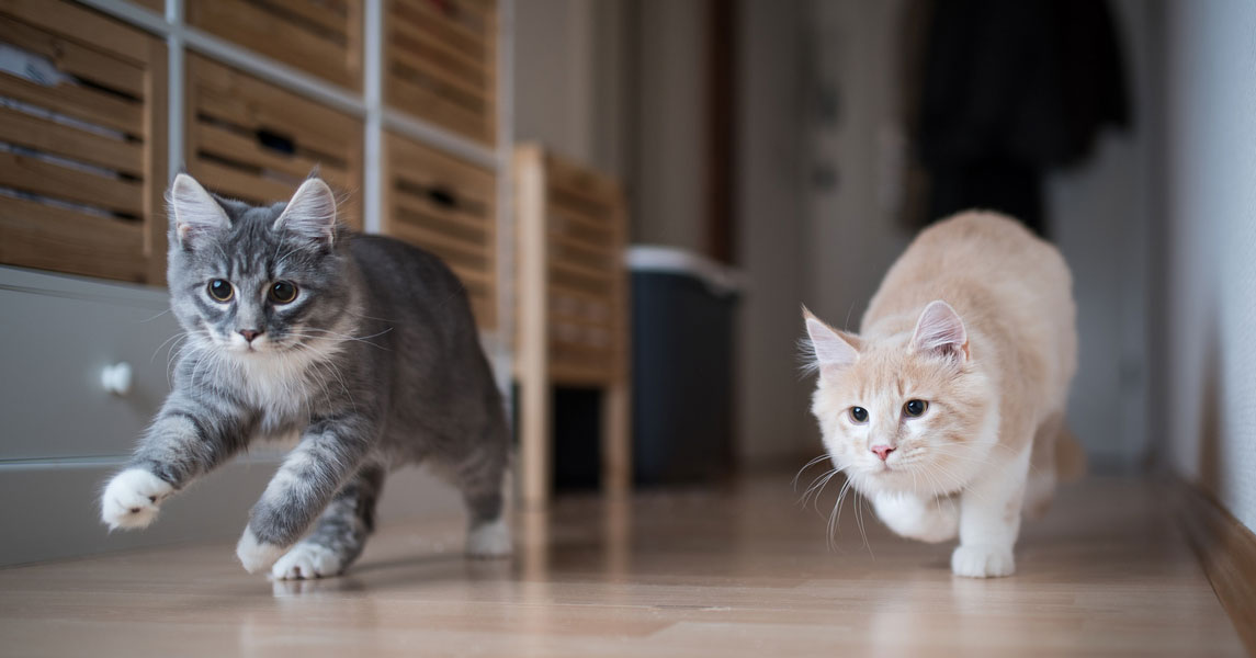 Evde birden fazla kedi birlikte yaşayabilir mi? Veteriner Hekim