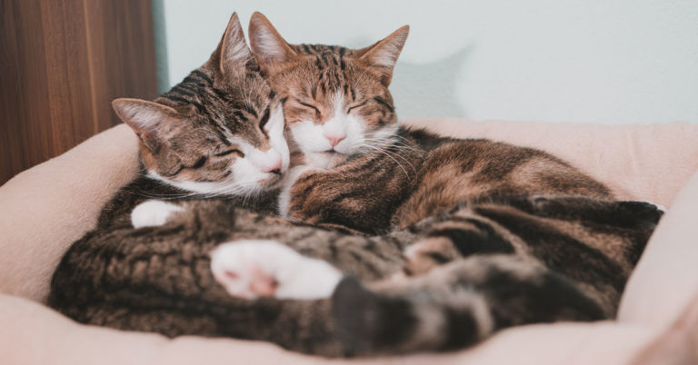 Evde birden fazla kedi birlikte yaşayabilir mi? Veteriner