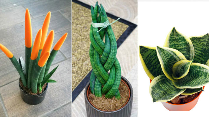 Sansevieria bakımı