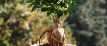 Ficus-Ginseng-Bonsai-bakımı