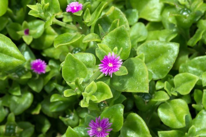 buz-çiçeği-bakımı-Mesembryanthemum-cordifolium